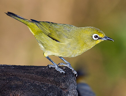 Cape White-eye